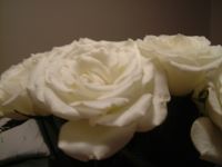 dscf0220