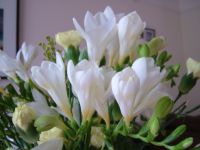 DSCF1445