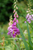 101NCD80_DSC_2310
